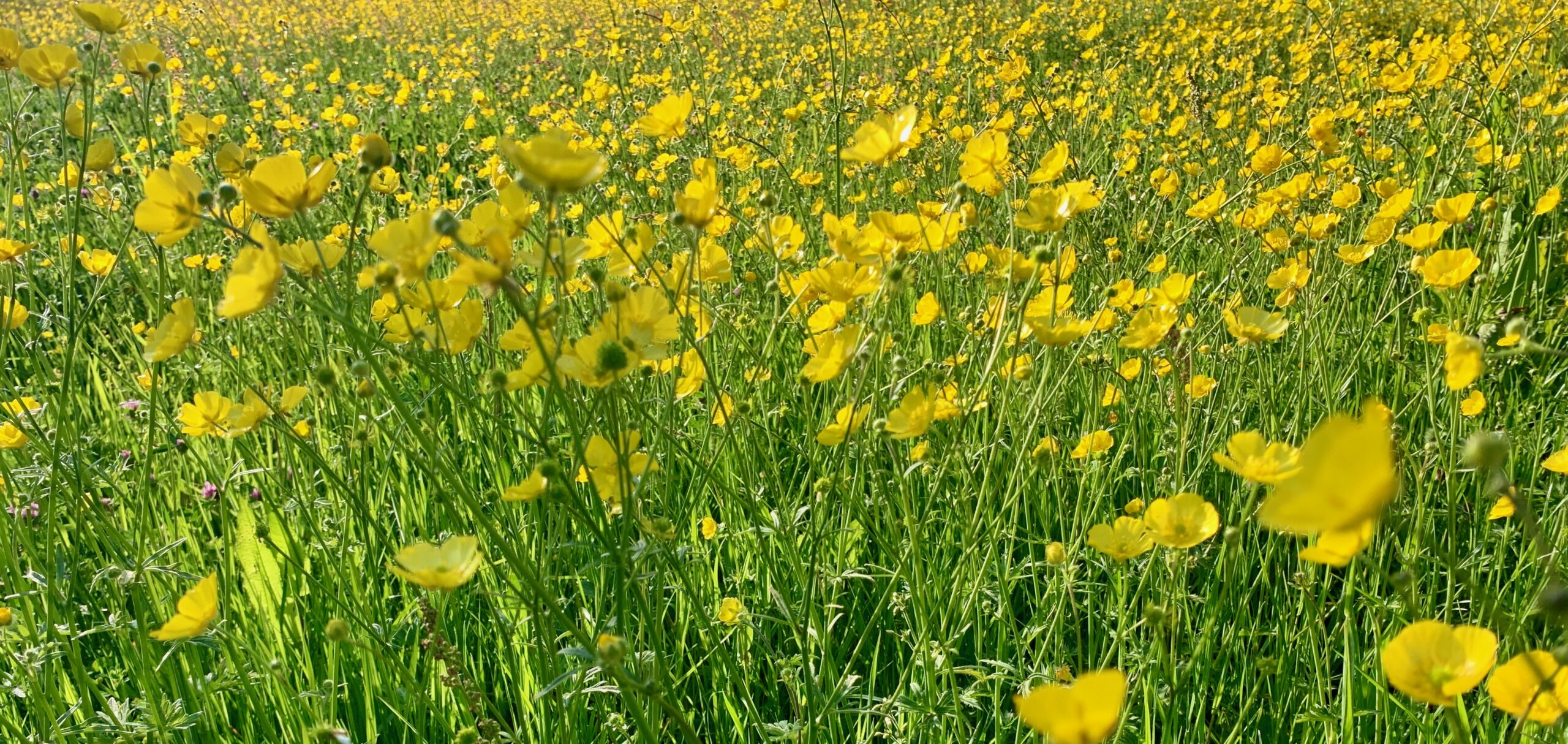 Field of yellow flowers