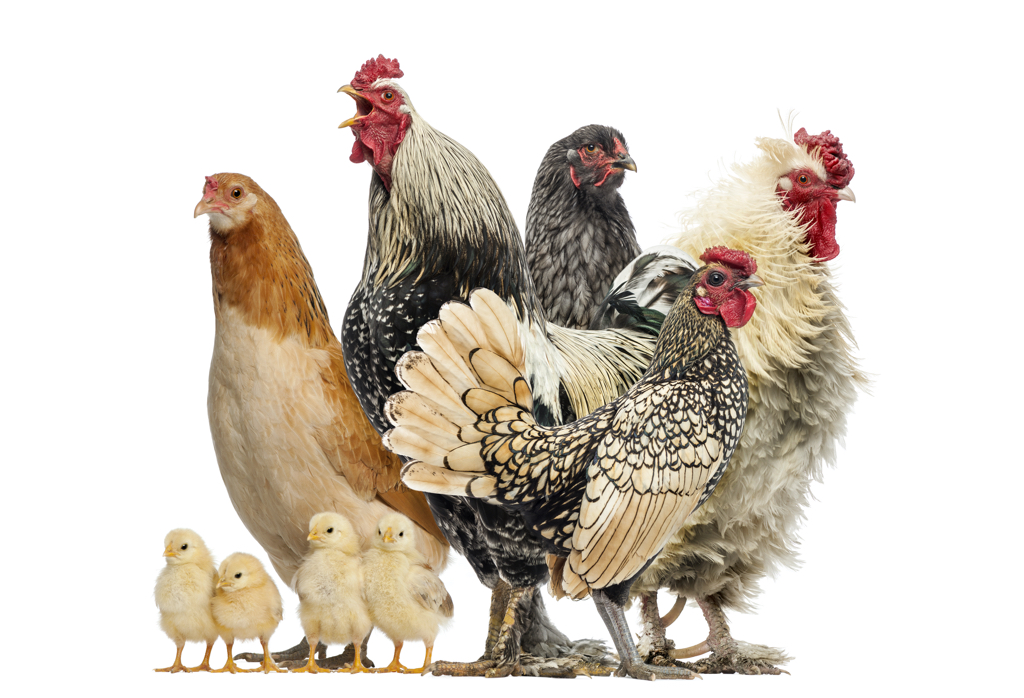 Group of hens, roosters and chicks